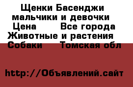 Щенки Басенджи ,мальчики и девочки › Цена ­ 1 - Все города Животные и растения » Собаки   . Томская обл.